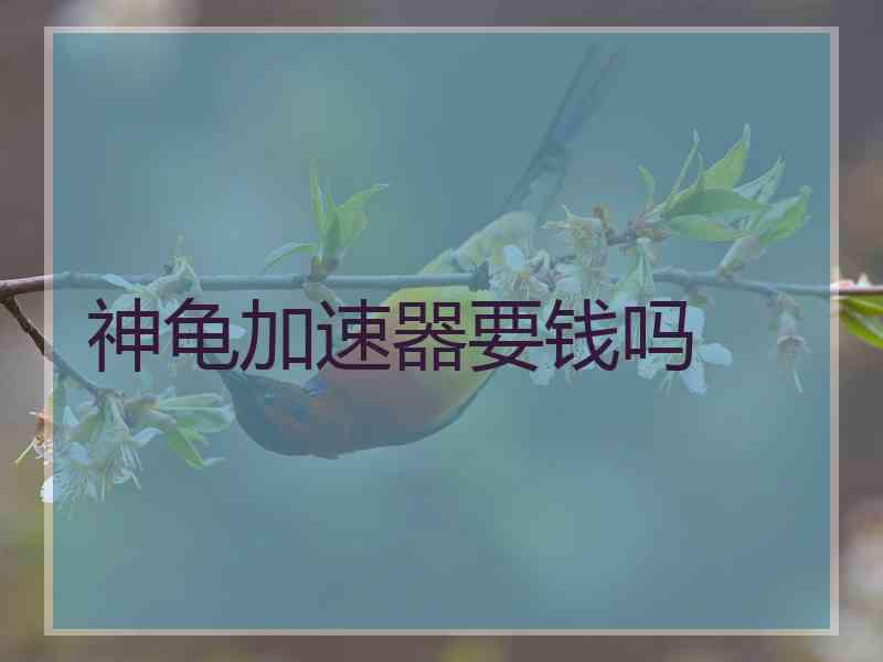 神龟加速器要钱吗