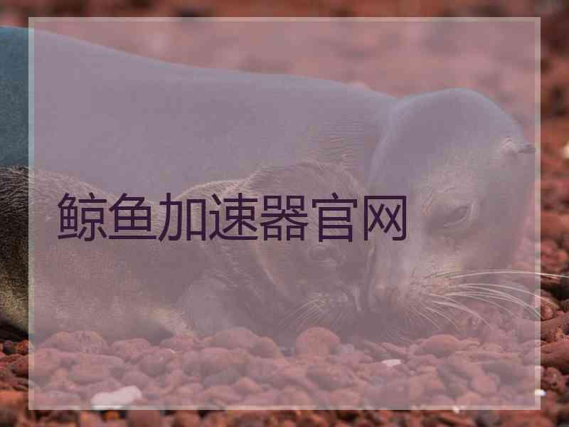 鲸鱼加速器官网