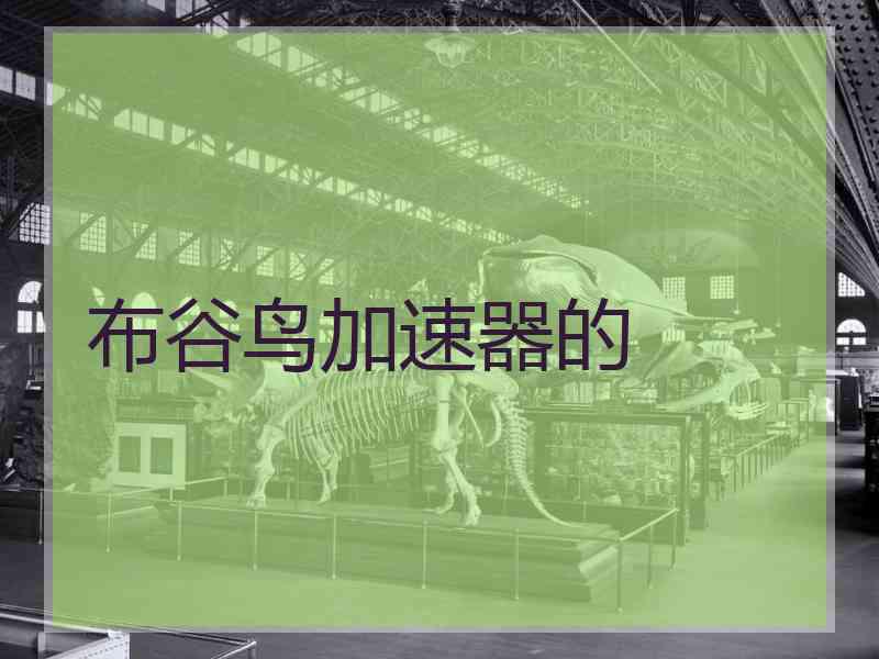 布谷鸟加速器的
